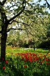 Britzer Garten 2012 Frühjahr © Lutz Griesbach_100