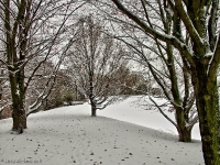 Britzer Garten 2012 Winter