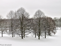 Britzer Garten 2012 Winter © Lutz Griesbach_121