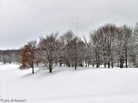 Britzer Garten 2012 Winter © Lutz Griesbach_123