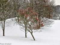 Britzer Garten 2012 Winter © Lutz Griesbach_125