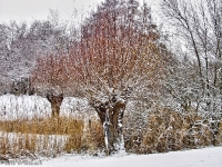 Britzer Garten 2012 Winter © Lutz Griesbach_155