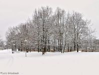 Britzer Garten 2012 Winter © Lutz Griesbach_163