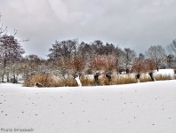 Britzer Garten 2012 Winter © Lutz Griesbach_165