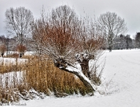 Britzer Garten 2012 Winter © Lutz Griesbach_167