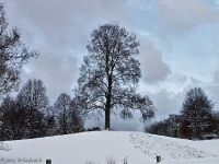 Britzer Garten 2012 Winter © Lutz Griesbach_205