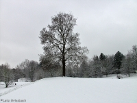Britzer Garten 2012 Winter © Lutz Griesbach_29