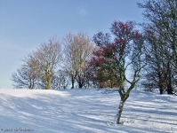 Britzer Garten 2012 Winter © Lutz Griesbach_301