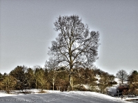 Britzer Garten 2012 Winter © Lutz Griesbach_398
