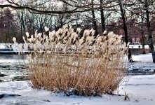 Britzer Garten 2012 Winter © Lutz Griesbach_402