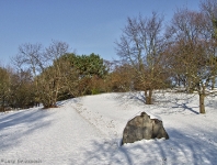 Britzer Garten 2012 Winter © Lutz Griesbach_422