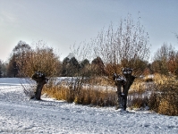 Britzer Garten 2012 Winter © Lutz Griesbach_443