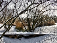 Britzer Garten 2012 Winter © Lutz Griesbach_452