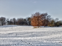 Britzer Garten 2012 Winter © Lutz Griesbach_470