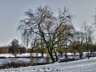 Britzer Garten 2012 Winter © Lutz Griesbach_491