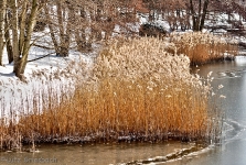 Britzer Garten 2012 Winter © Lutz Griesbach_520