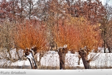 Britzer Garten 2012 Winter © Lutz Griesbach_533