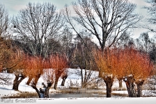 Britzer Garten 2012 Winter © Lutz Griesbach_535