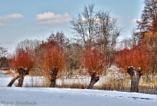 Britzer Garten 2012 Winter © Lutz Griesbach_537