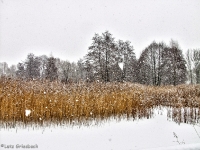 Britzer Garten 2012 Winter © Lutz Griesbach_77