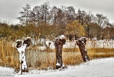  Britzer Garten 2013 Winter © Lutz Griesbach_227
