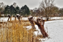  Britzer Garten 2013 Winter © Lutz Griesbach_243