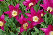 Britzer Garten 2013 Frühjahr - Tulipan