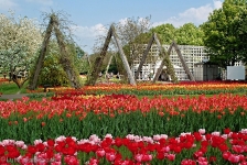 Britzer Garten 2013 Frühjahr - Tulipan