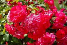 Britzer Garten 2014 Rosenblüte