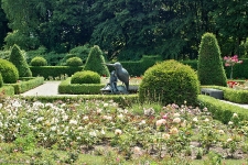 Britzer Garten 2014 Rosenblüte