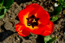 Britzer Garten 2014 Tulipan
