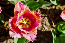 Britzer Garten 2014 Tulipan © Lutz Griesbach_148
