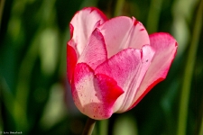 Britzer Garten 2014 Tulipan © Lutz Griesbach_234
