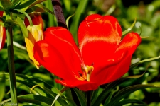 Britzer Garten 2014 Tulipan © Lutz Griesbach_245