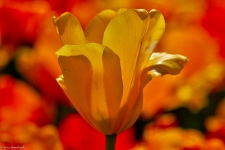 Britzer Garten 2014 Tulipan © Lutz Griesbach_285