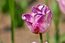 Britzer Garten 2014 Tulipan