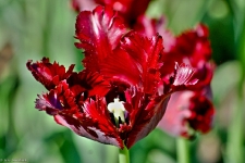 Britzer Garten 2014 Tulipan © Lutz Griesbach_309