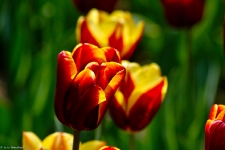 Britzer Garten 2014 Tulipan © Lutz Griesbach_333