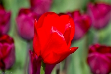 Britzer Garten 2014 Tulipan © Lutz Griesbach_348