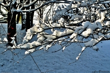 Britzer Garten 2014 Winter © Lutz Griesbach_110