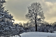 Britzer Garten 2014 Winter © Lutz Griesbach_17