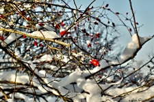 Britzer Garten 2014 Winter © Lutz Griesbach_189