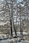 Britzer Garten 2014 Winter © Lutz Griesbach_81