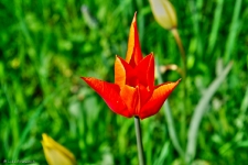 Britzer Garten 2015 Tulipan © Lutz Griesbach_104