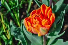 Britzer Garten 2015 Tulipan © Lutz Griesbach_105