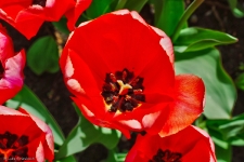 Britzer Garten 2015 Tulipan © Lutz Griesbach_150