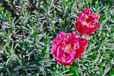 Britzer Garten 2015 Tulipan