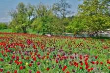 Britzer Garten 2015 Tulipan