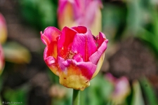Britzer Garten 2015 Tulipan © Lutz Griesbach_2